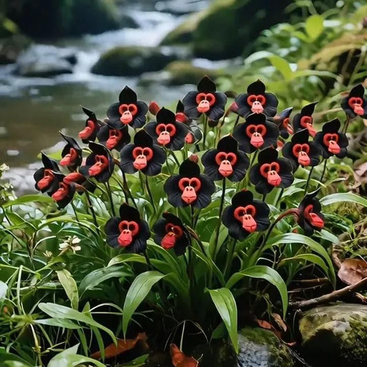 Rare Monkey Face Seeds Pack of 2